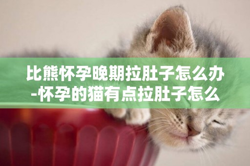 比熊懷孕晚期拉肚子怎么辦-懷孕的貓有點拉肚子怎么辦吃什么藥