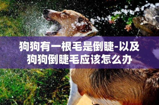 狗狗有一根毛是倒睫-以及狗狗倒睫毛應該怎么辦
