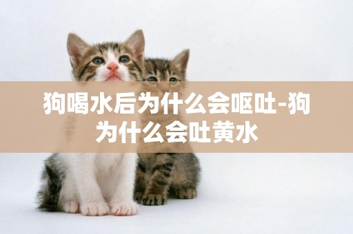 狗喝水后為什么會嘔吐-狗為什么會吐黃水