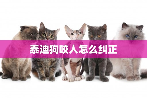 泰迪狗咬人怎么糾正