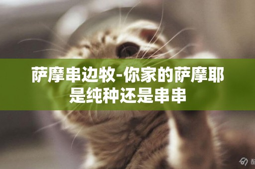 薩摩串邊牧-你家的薩摩耶是純種還是串串