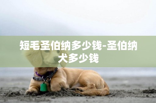 短毛圣伯納多少錢-圣伯納犬多少錢