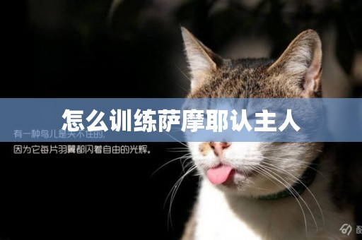 怎么訓練薩摩耶認主人