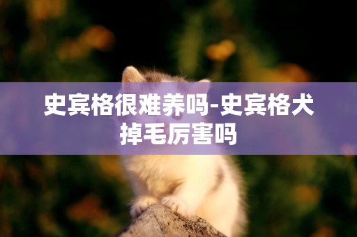 史賓格很難養嗎-史賓格犬掉毛厲害嗎