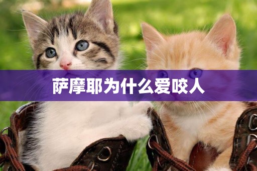 薩摩耶為什么愛咬人