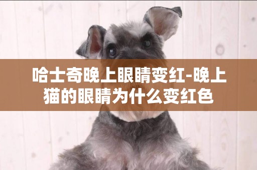哈士奇晚上眼睛變紅-晚上貓的眼睛為什么變紅色