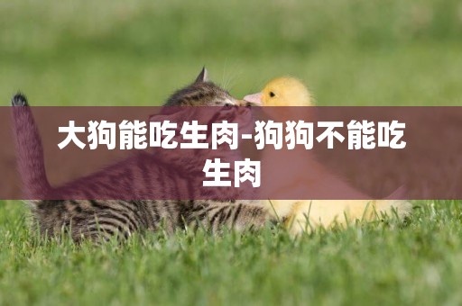 大狗能吃生肉-狗狗不能吃生肉