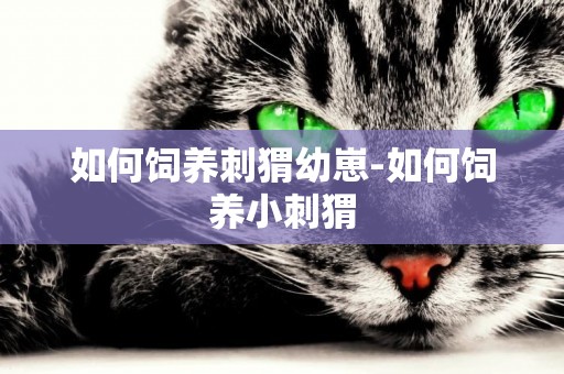 如何飼養刺猬幼崽-如何飼養小刺猬