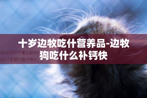 十歲邊牧吃什營養品-邊牧狗吃什么補鈣快