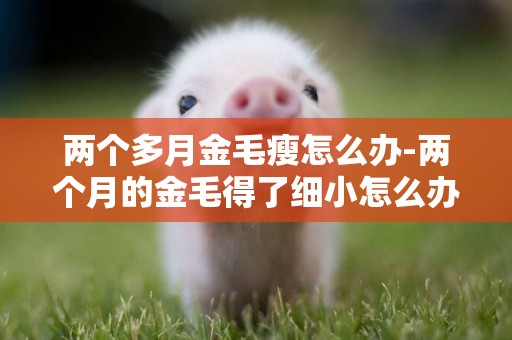 兩個多月金毛瘦怎么辦-兩個月的金毛得了細小怎么辦