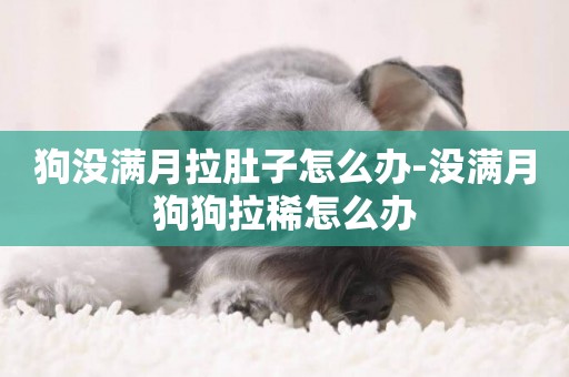 狗沒滿月拉肚子怎么辦-沒滿月狗狗拉稀怎么辦