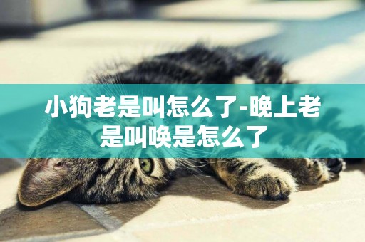 小狗老是叫怎么了-晚上老是叫喚是怎么了