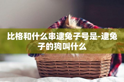 比格和什么串逮兔子號是-逮兔子的狗叫什么
