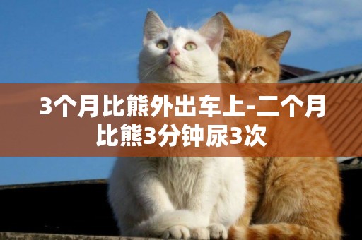 3個月比熊外出車上-二個月比熊3分鐘尿3次