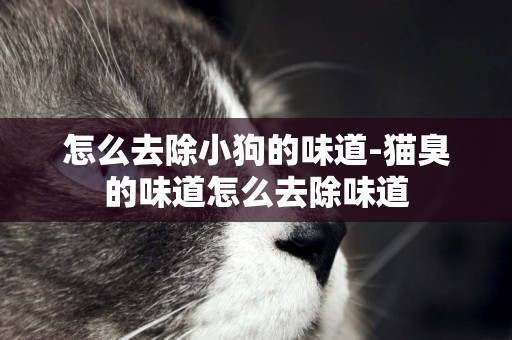 怎么去除小狗的味道-貓臭的味道怎么去除味道