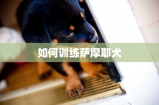如何訓練薩摩耶犬