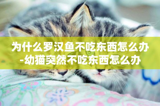 為什么羅漢魚不吃東西怎么辦-幼貓突然不吃東西怎么辦