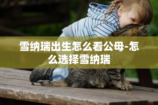 雪納瑞出生怎么看公母-怎么選擇雪納瑞