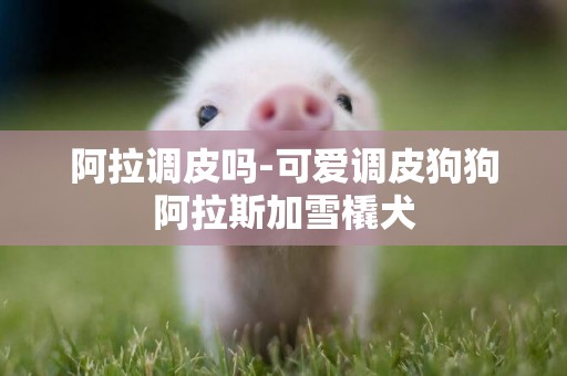 阿拉調皮嗎-可愛調皮狗狗阿拉斯加雪橇犬
