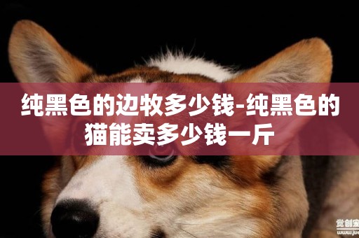 純黑色的邊牧多少錢-純黑色的貓能賣多少錢一斤