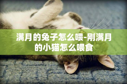 滿月的兔子怎么喂-剛滿月的小貓怎么喂食