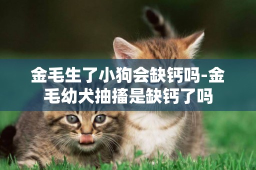 金毛生了小狗會缺鈣嗎-金毛幼犬抽搐是缺鈣了嗎