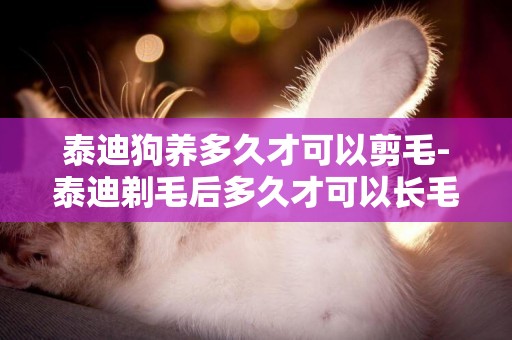 泰迪狗養多久才可以剪毛-泰迪剃毛后多久才可以長毛