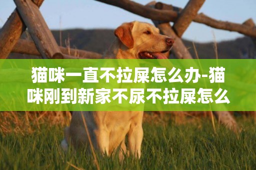貓咪一直不拉屎怎么辦-貓咪剛到新家不尿不拉屎怎么辦