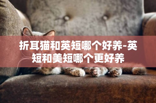 折耳貓和英短哪個好養-英短和美短哪個更好養
