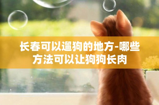 長春可以遛狗的地方-哪些方法可以讓狗狗長肉