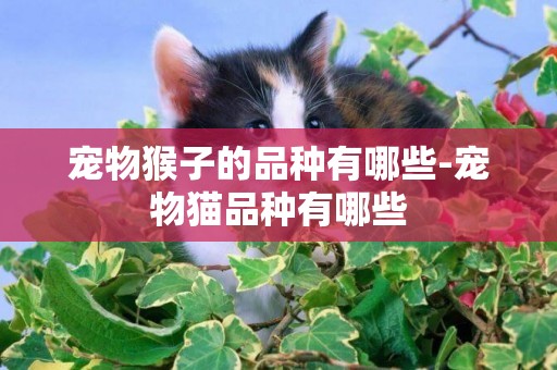 寵物猴子的品種有哪些-寵物貓品種有哪些