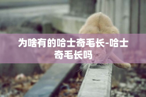 為啥有的哈士奇毛長-哈士奇毛長嗎