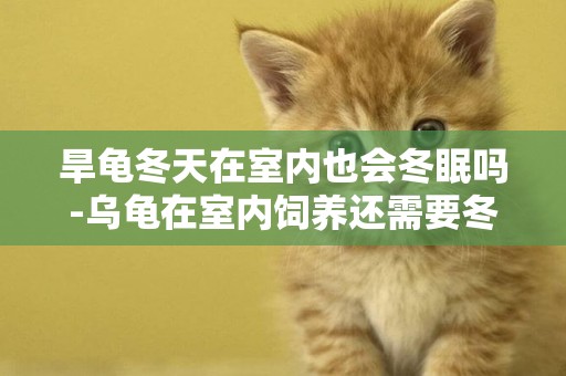 旱龜冬天在室內也會冬眠嗎-烏龜在室內飼養還需要冬眠嗎