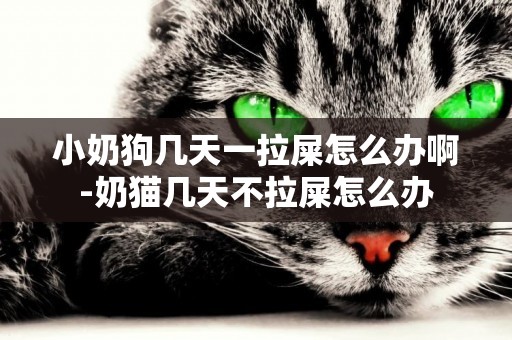 小奶狗幾天一拉屎怎么辦啊-奶貓幾天不拉屎怎么辦
