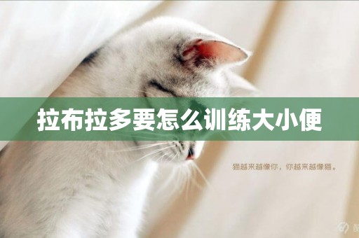 拉布拉多要怎么訓練大小便