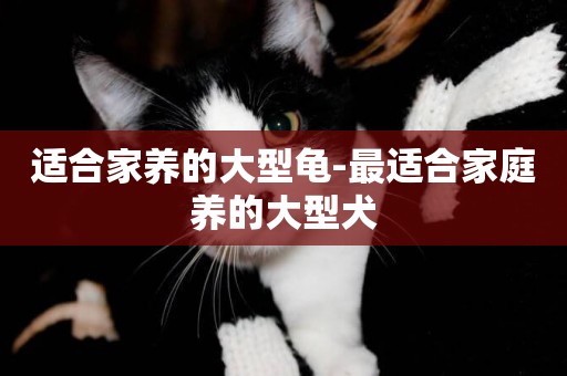 適合家養的大型龜-最適合家庭養的大型犬