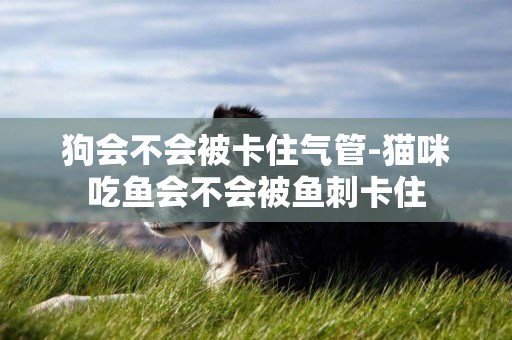 狗會不會被卡住氣管-貓咪吃魚會不會被魚刺卡住