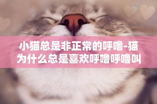 小貓總是非正常的呼嚕-貓為什么總是喜歡呼嚕呼嚕叫