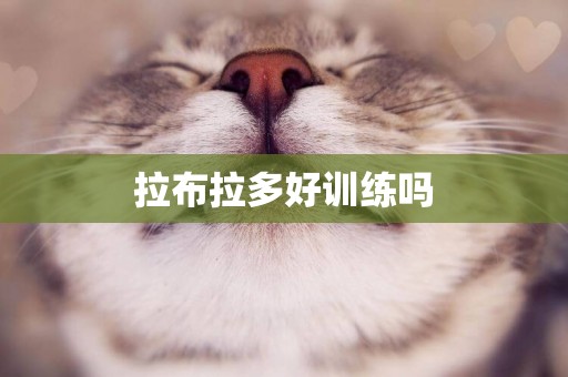 拉布拉多好訓練嗎