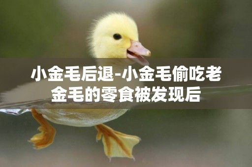 小金毛后退-小金毛偷吃老金毛的零食被發現后