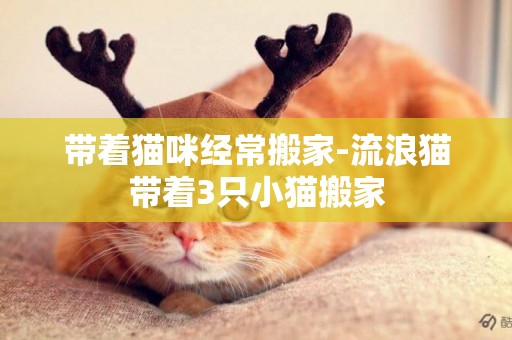 帶著貓咪經常搬家-流浪貓帶著3只小貓搬家