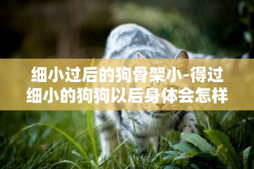 細小過后的狗骨架小-得過細小的狗狗以后身體會怎樣