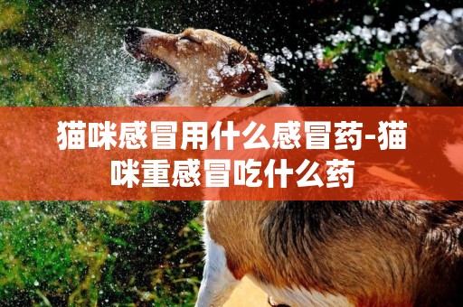 貓咪感冒用什么感冒藥-貓咪重感冒吃什么藥