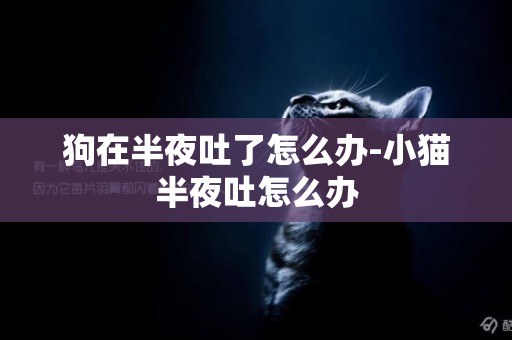 狗在半夜吐了怎么辦-小貓半夜吐怎么辦