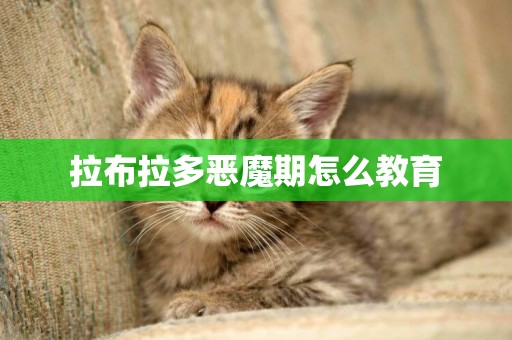 拉布拉多惡魔期怎么教育