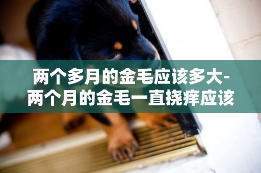 兩個多月的金毛應該多大-兩個月的金毛一直撓癢應該怎么辦