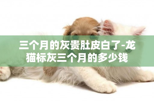 三個月的灰貴肚皮白了-龍貓標灰三個月的多少錢