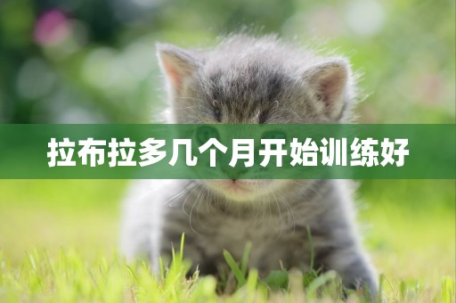 拉布拉多幾個月開始訓練好