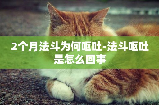 2個月法斗為何嘔吐-法斗嘔吐是怎么回事