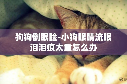 狗狗倒眼瞼-小狗眼睛流眼淚淚痕太重怎么辦